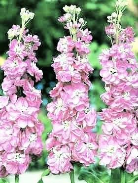 Lövkoja ´Mela´ vit-rosa höjd 55-65 cm blommar juni-augusti minst 40 frön