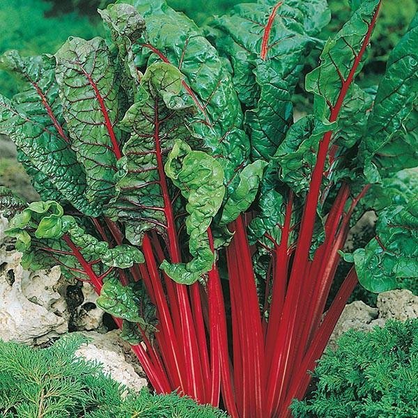 Mangold Rhubarb Chard Röd 10 Frön