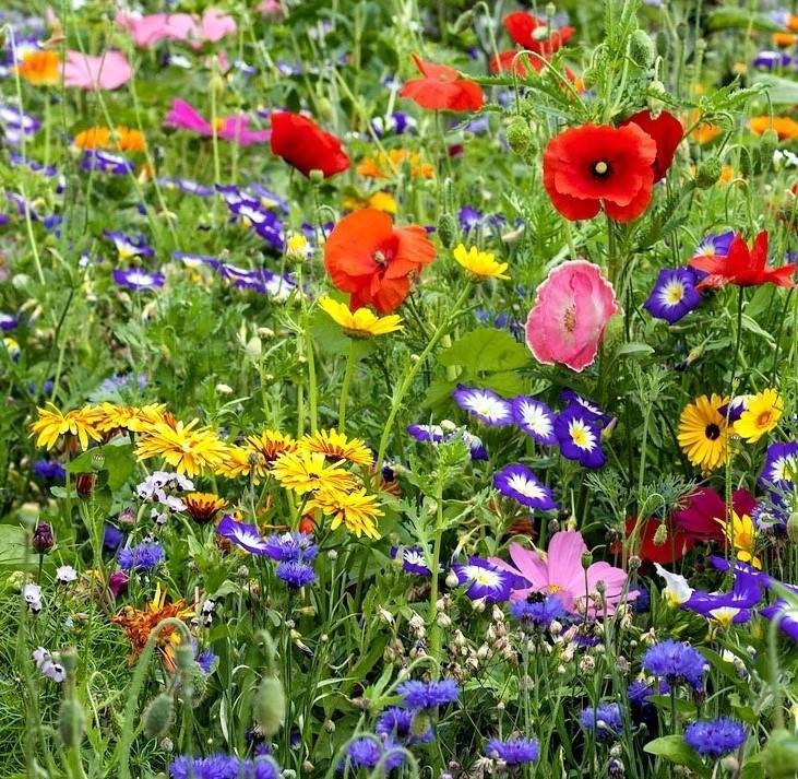 Blomsteräng Eden blommar juni--september 1 rågad tesked (sista bilden)