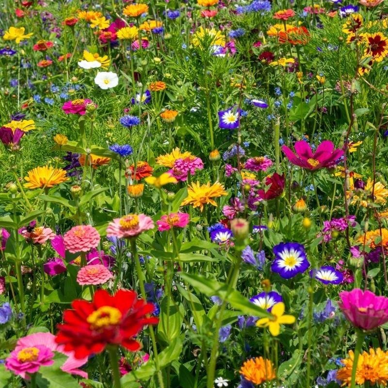 Blomsteräng Eden blommar juni--september 1 rågad tesked (sista bilden)