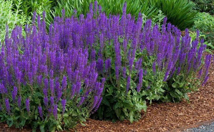 Stäppsalvia Nemorosa flerårig höjd ca 60 cm blommar juni-augusti 30 frön