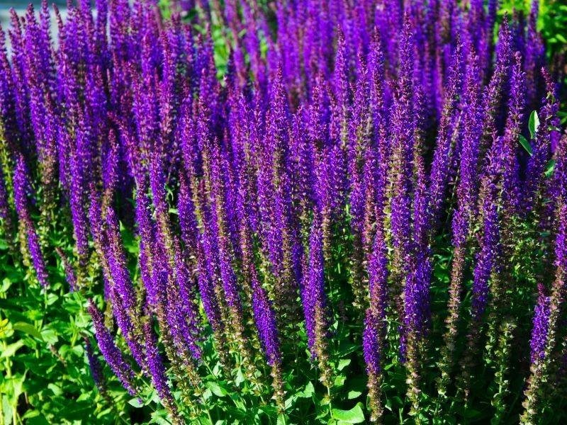 Stäppsalvia Nemorosa flerårig höjd ca 60 cm blommar juni-augusti 30 frön