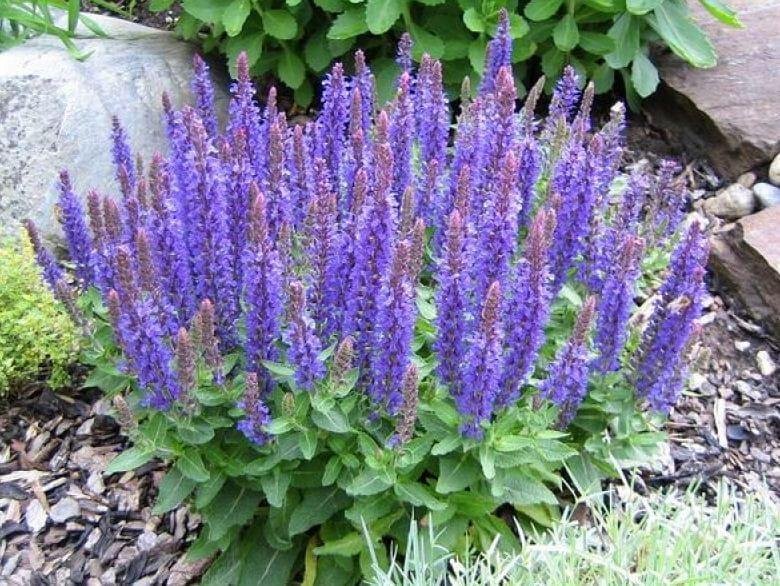 Stäppsalvia Nemorosa flerårig höjd ca 60 cm blommar juni-augusti 30 frön