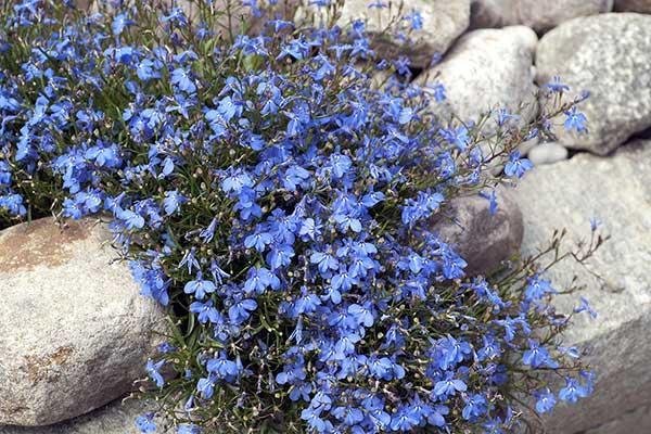 Kantlobelia Arleta ljusblå höjd 20-30 cm ca 200 frön