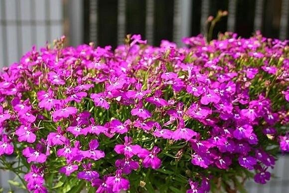 Kantlobelia RUBY rosa höjd 20-25 cm ca 200 frö