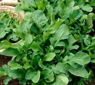 Ruccola Roketa för året om odling i kruka minst 100 frön