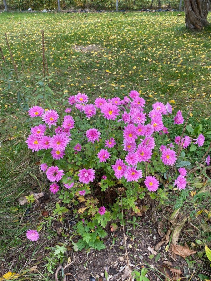 Krysantemum perenn plantor från Balkan 5 st