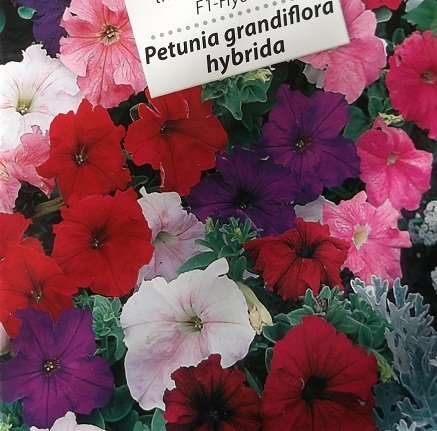 Petunia Festival Mix F1 20 Frön