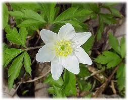 Vitsippa Anemone nemorosa 20 st plantor