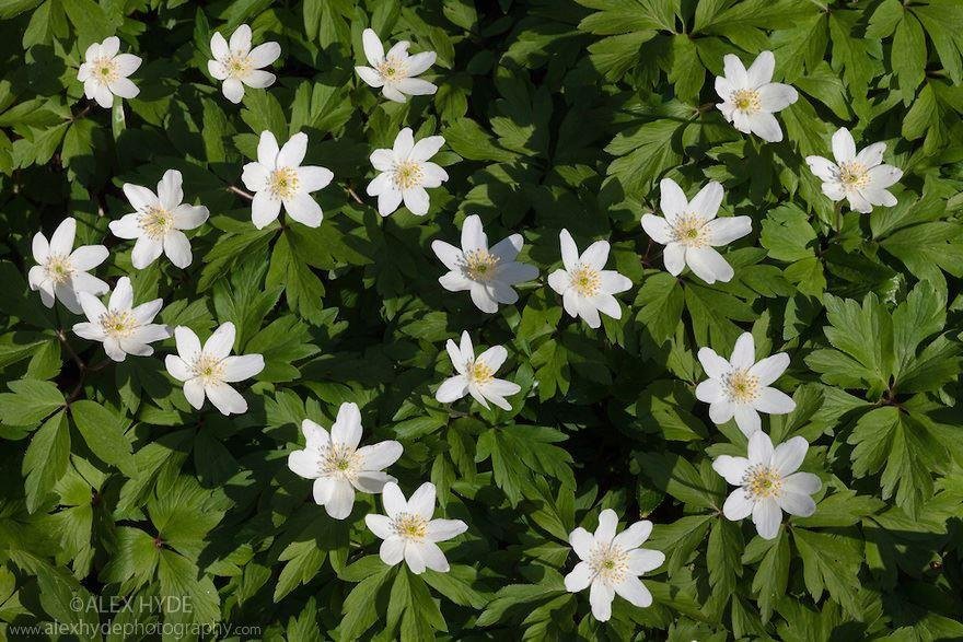 Vitsippa Anemone nemorosa 20 st plantor