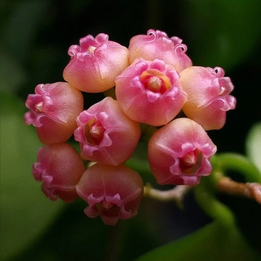 Hoya heuschkeliana albomarginata - rotad stickling