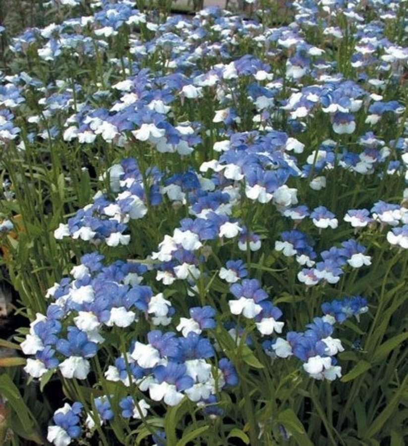 Nemesia Blue  White höjd 15-20 cm blomstertid juni-september ca 100 frön