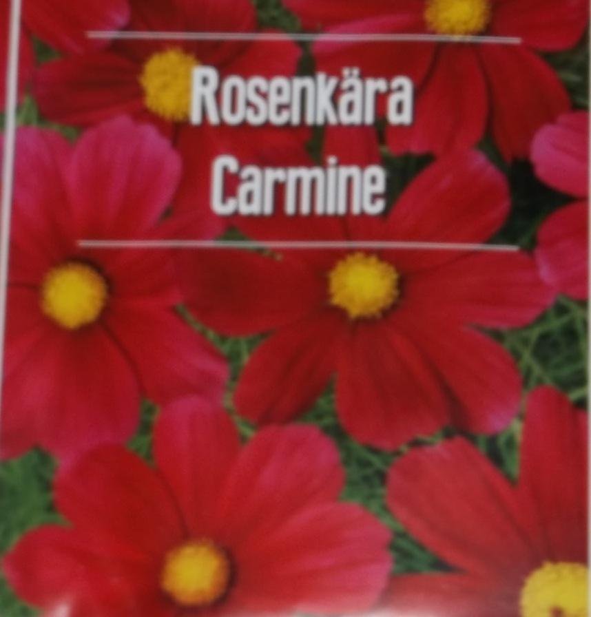 Rosenskära Carmine Röd 5 Frön