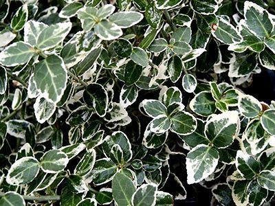 Silverbenved Euonymus fortunei Vintergröna buskar!