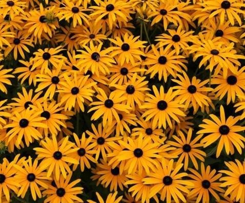 Strålrudbeckia, flerårig, höjd ca 70 cm, blommar juli-september, ca 50 frön