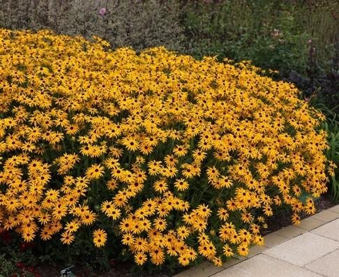 Strålrudbeckia, flerårig, höjd ca 70 cm, blommar juli-september, ca 50 frön