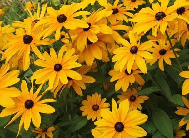 Strålrudbeckia, flerårig, höjd ca 70 cm, blommar juli-september, ca 50 frön