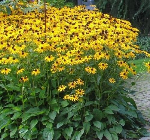 Strålrudbeckia, flerårig, höjd ca 70 cm, blommar juli-september, ca 50 frön