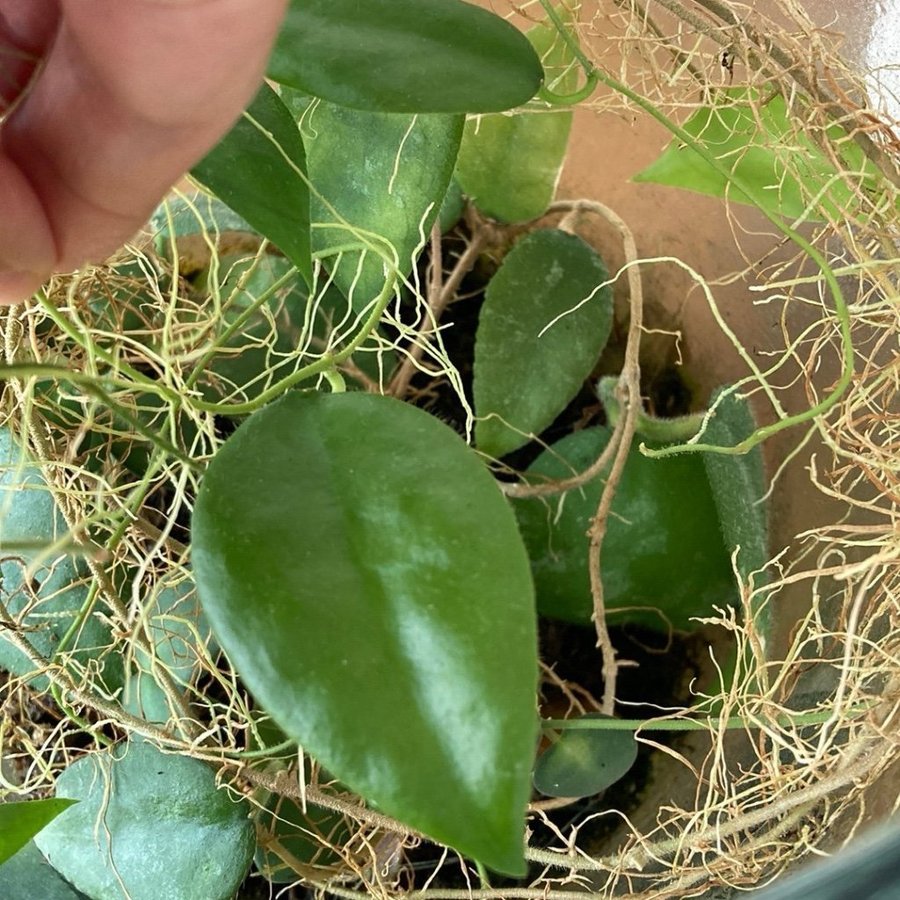 Hoya Caudata Stickling