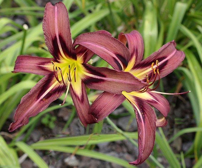 Daglilja 'Black Arrowhead'