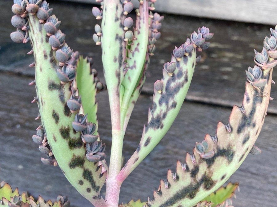 6st bebisar från läckert mönstrat livsblad tusenmoder Kalanchoe