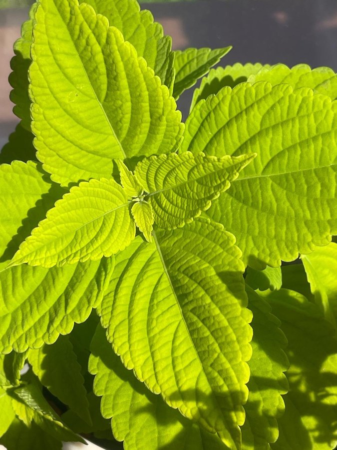 Coleus Palettblad Premium Sun Lime Delight