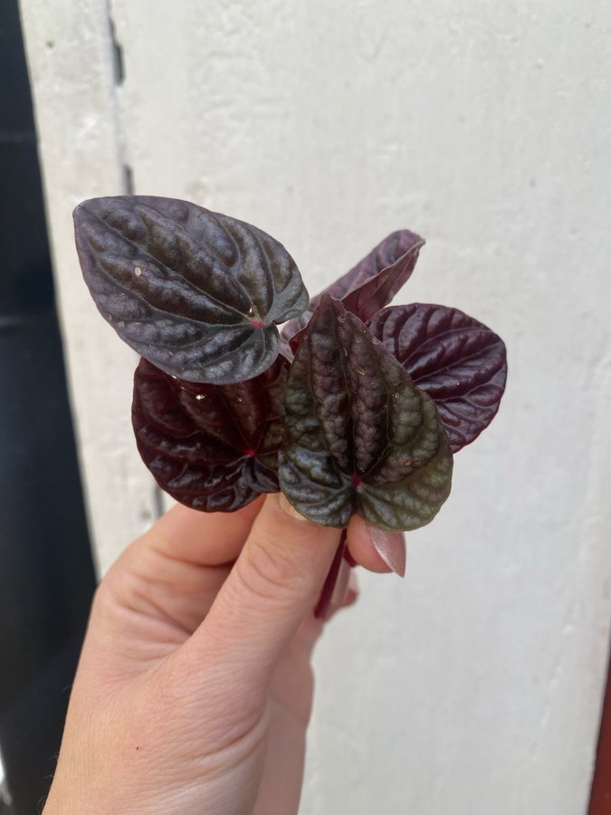 Peperomia caperata *RED LUNA* 5 st blad