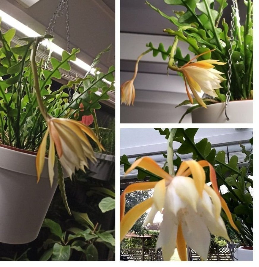 (3st)Sågblad kaktus * Epiphyllum bladkaktus * ett stort stickling rotad skot