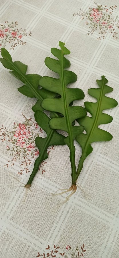 (3st)Sågblad kaktus * Epiphyllum bladkaktus * ett stort stickling rotad skot