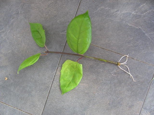 Clerodendrum thomsoniae - Ödesträd - Planta