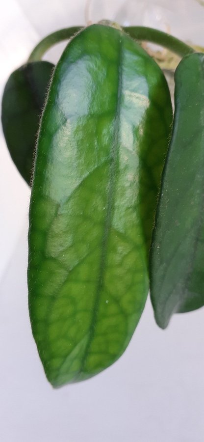 Hoya Globulosa/ rotad stickling/ 3 blad /Porslinsblomma