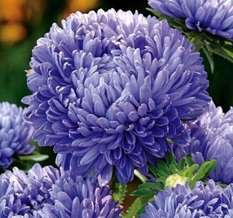 Aster/ Pionaster "Matsumoto Blue h ca 55 cm blomtid juli-okt  minst 40 frön