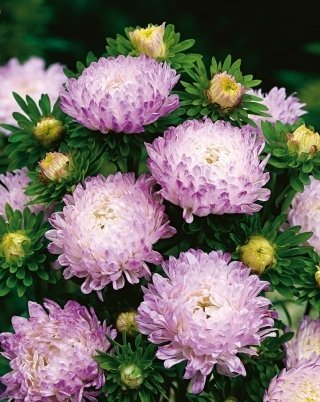 Aster/ Pionaster vitrosa-lila h ca 60-70 cm blomtid juli-okt  ca 50 frön