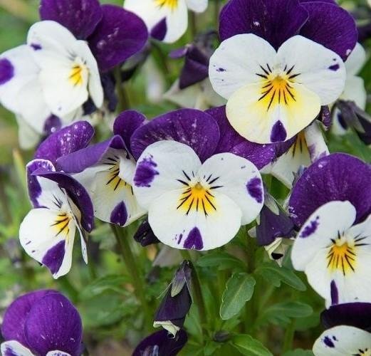 Hornviol ´Johny Jump Up´ flerårig h 15-20 cm blom maj-juli minst 30 frön