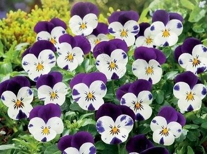 Hornviol ´Johny Jump Up´ flerårig h 15-20 cm blom maj-juli minst 30 frön