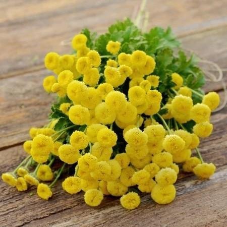 Feverfew Golden Ball  ettårig höjd 30 cm blommar juni-september 200 frön