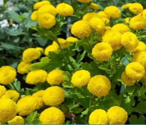 Feverfew Golden Ball  ettårig höjd 30 cm blommar juni-september 200 frön