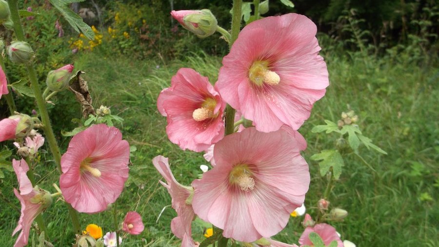 Stockros Mörk Aprikos låg stora Blommor 10 Frön