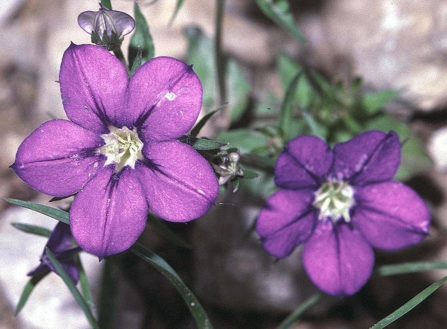 Venusspegel ettårig ettårig höjd 20-30 cm blom juni-augusti 100-200 frön