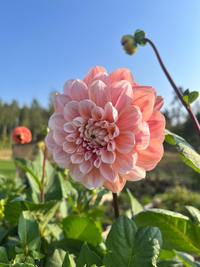 Dahlia Tropical dream - chicken leg