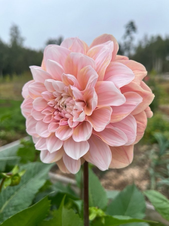 Dahlia Tropical dream - chicken leg