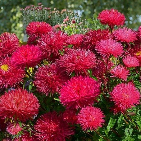 Aster/ pomponaster Bolero höjd 60 cm, blommar juli-oktober, 50 frön