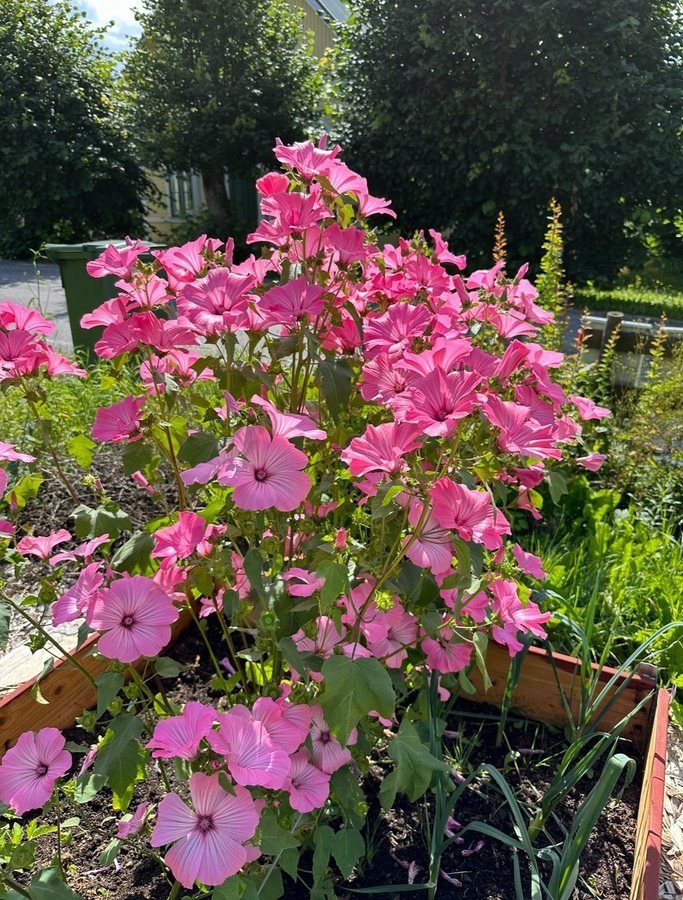 Frön från Lavatera Trimestris - Sommarmalva