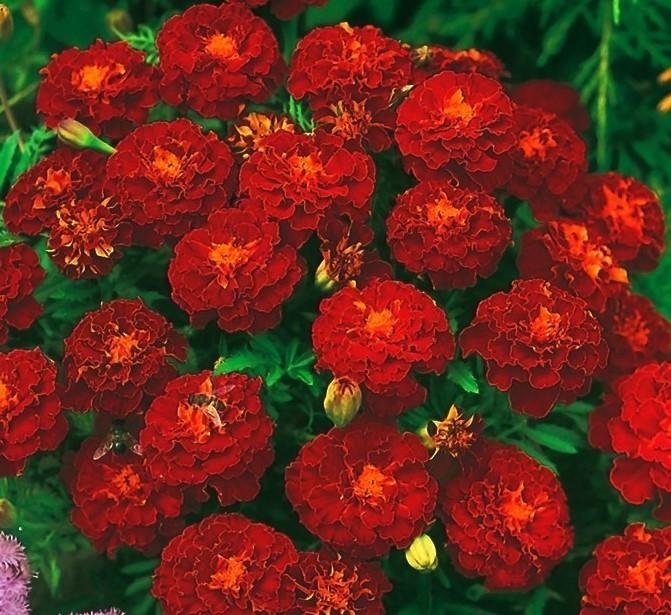 Tagetes Carmen  höjd 20-30 cm blommar juni-frost 40 frön