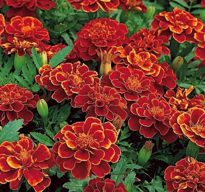 Tagetes Carmen  höjd 20-30 cm blommar juni-frost 40 frön