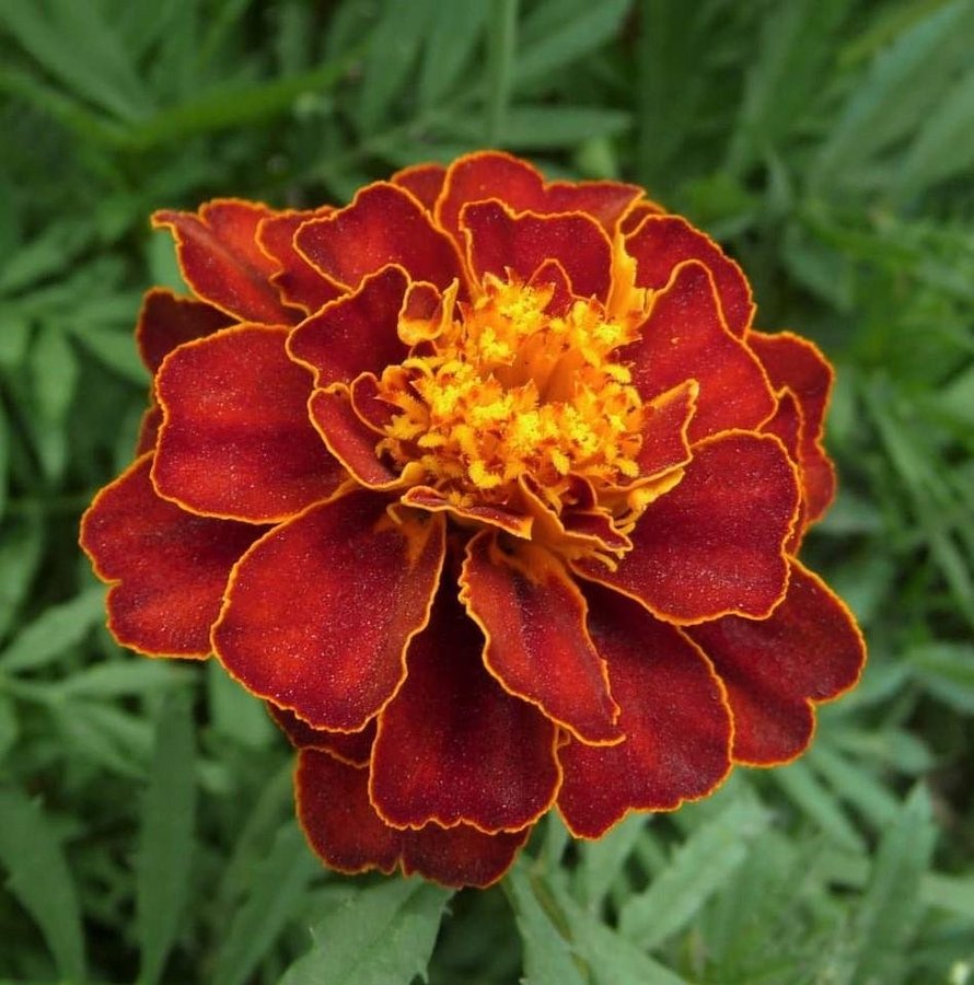 Tagetes Carmen  höjd 20-30 cm blommar juni-frost 40 frön