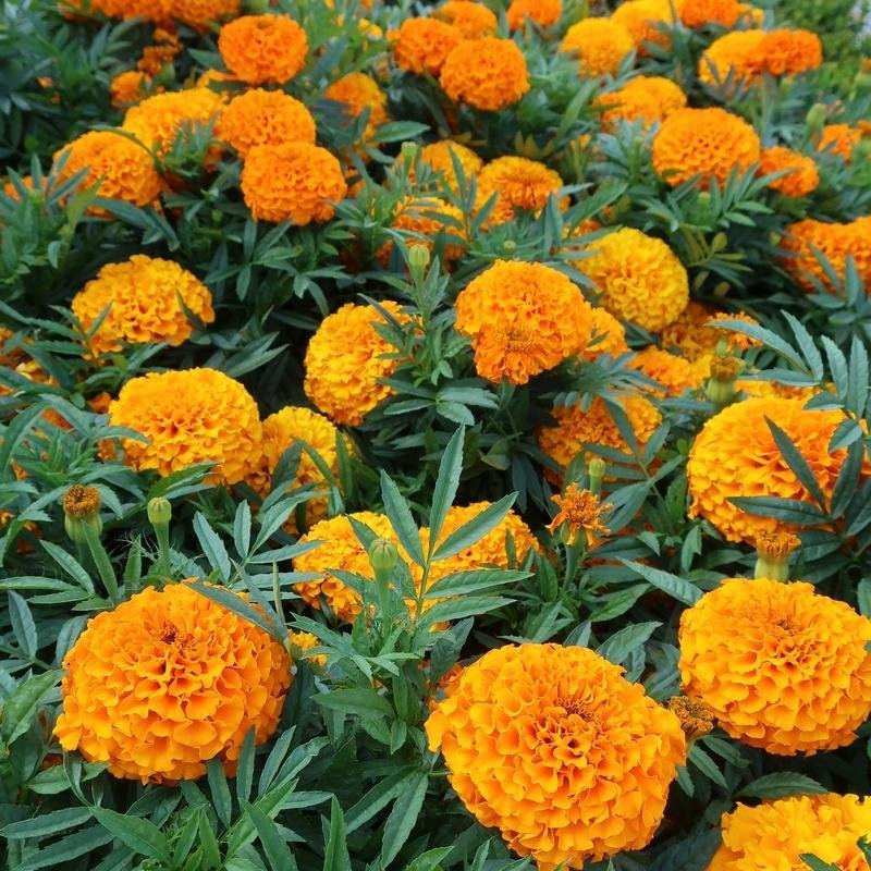 Tagetes Titania  höjd 70-100 cm blommar hela sommaren 50 frön