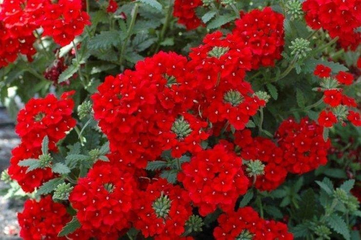 Verbena röd höjd 25 cm blommar juni-oktober 30 frön
