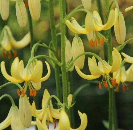 Lilium martagon 'GOLDEN MORNING' - Krollilja - 3 minilökar