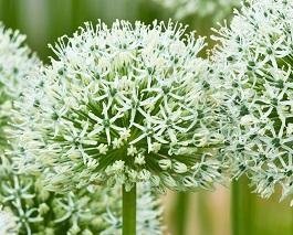 Allium 'Mont Blanc' - Jättelök